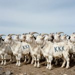 JPP KKK Krazy Kookie Klub Goat herd