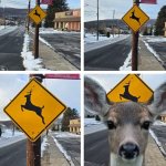 Deer xing meme