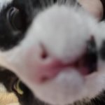 Moe the cat being goofy template