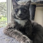 most interesting cat in the world