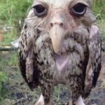 Funny ugly owl picture