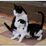 cat holding back other cat