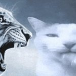 monkey yell but silly cat instead