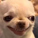 Angry Chihuahua Meme Template
