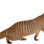 Gef (Paleoverse + EOIverse)