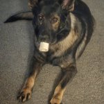 Dutch German shepherd