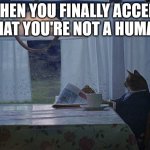 no hooman | WHEN YOU FINALLY ACCEPT THAT YOU'RE NOT A HUMAN | image tagged in cat moment | made w/ Imgflip meme maker