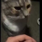 cat realizes GIF Template