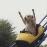 rollercoaster dog