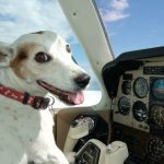 dog pilot