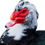 Muscovy Duck