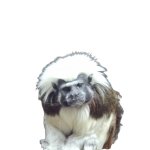 cotton-top tamarin