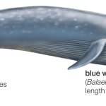 Blue Whale drawing numbers