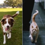 Dogs v cats, good vs beyond