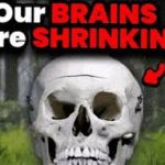 our brains r shrinking