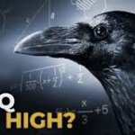 An Iq too high? template