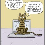 Cats being cats meme