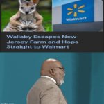 Off to Walmart | image tagged in gifs,walmart,wallaby,memes,new jersey,hold up | made w/ Imgflip video-to-gif maker