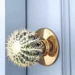 Door knob cactus