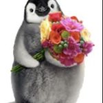 Flower penguin