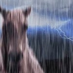 Horse in rain