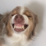 Smiling dog