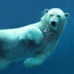 polar bear under water