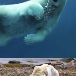 a polar bear under water and a starving polar bear on green land