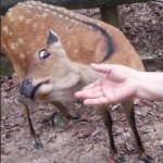 Deer thinks man's hand is disgusting