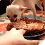 Dog biting hand GIF Template