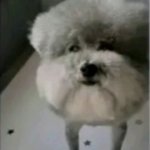 He made a statement dog