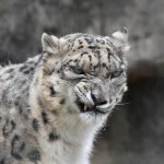 Grumpy Snow Leopard