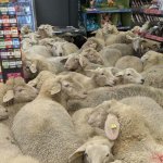 Sheeps in a Supermarket