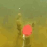 Fish bait GIF Template