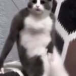 Party cat GIF Template