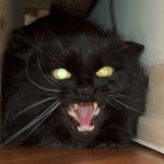 Angry screaming cat meme