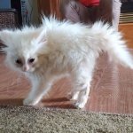 frizzled cat template