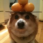 Corgi Balance Oranges