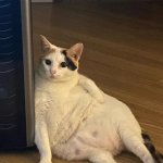 fatcat