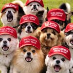 Angry yippie MAGA dogs meme