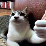 Thumbs up cat