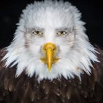 Cursed Eagle