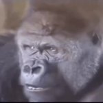 Confused Gorilla GIF Template