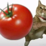cat throwing tomato at yo