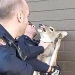 Deer Interrogation meme