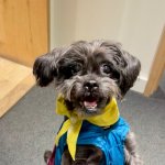 Pine Cone - adoptable dog from Rain or Shine Rescue