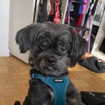 Pine Cone - adoptable dog from Rain or Shine Rescue