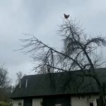 screaming chicken on tree meme