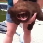 angry dog GIF Template