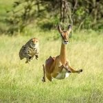 Cheetah chases an antelope
